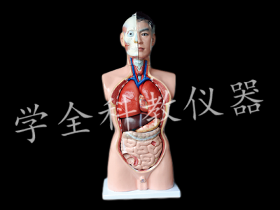 人體頭、頸軀干模型